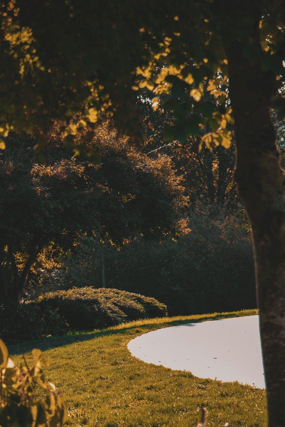 A winding path leads through a lush green garden.